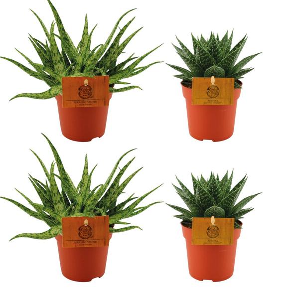 2x Aloe Spider + 2x Gasteria Hybride Aurora - 4 stuks - Ø10.5cm - ↕10cm  BotanicBridge