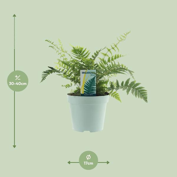 Dryopteris Affinis Fedata - Ø17cm - ↕40cm  BotanicBridge