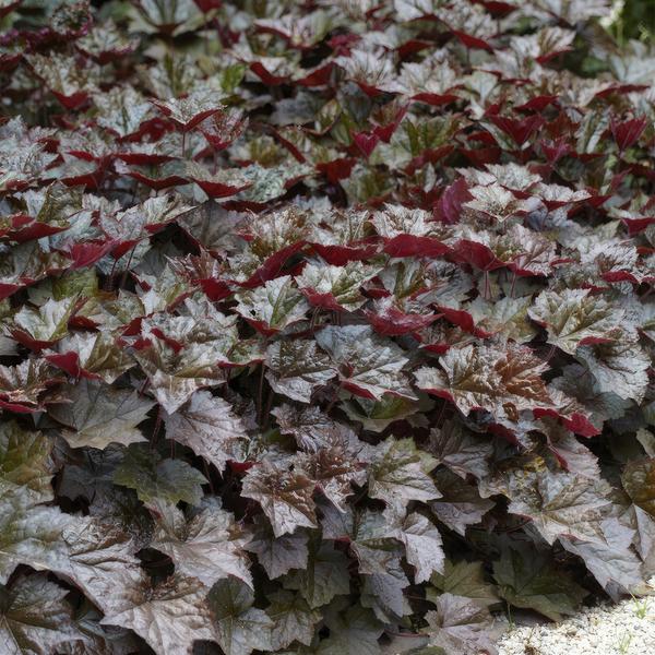 Heuchera mic. 'Palace Purple' - ↕10-25cm - Ø9cm - 6x  BotanicBridge