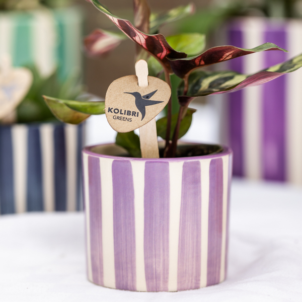 Kolibri Home | Painted stripe  - Lilac - Ø6cm  BotanicBridge