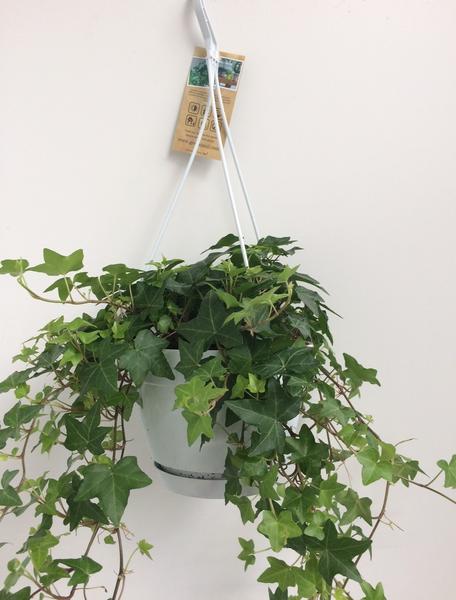 Hedera Helix Groen - Hangpot Wit / Basic - Ø17cm - ↕cm  BotanicBridge