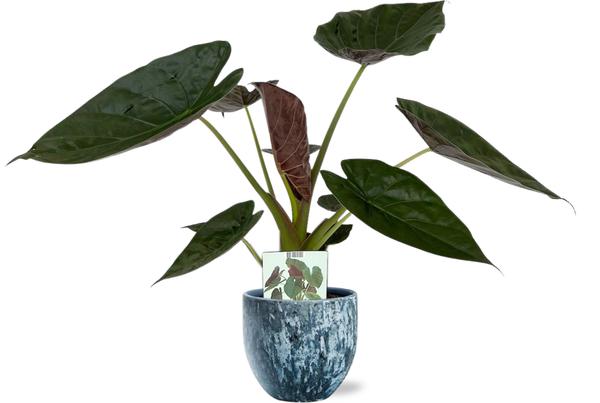 Alocasia Wentii - Ø19cm - ↕85cm + Sem Pot D20x18cm - Blauw  BotanicBridge