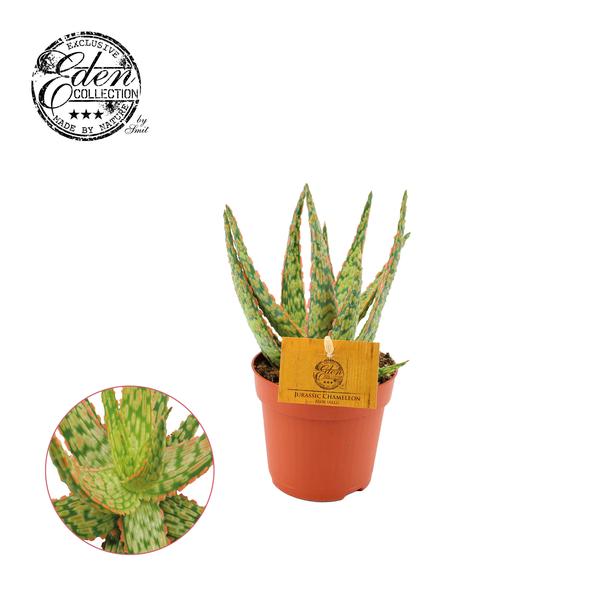 Aloe Hybride - Ø10,5cm - ↕15cm  BotanicBridge