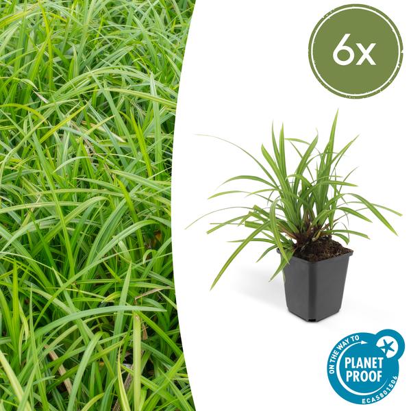 Carex morrowii 'Irish Green' - ↕10-25cm - Ø9cm - 6x  BotanicBridge