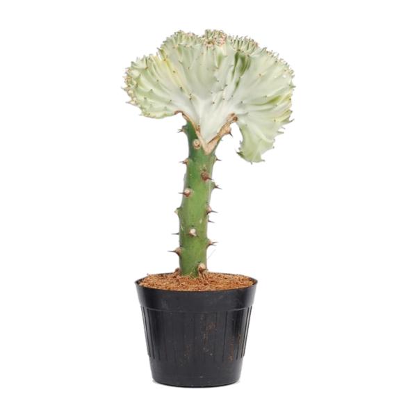 Euphorbia lactea Cristata wit - 35 cm - ø12  BotanicBridge