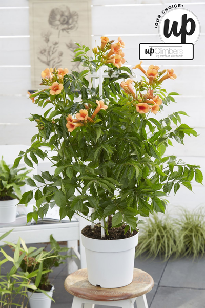 Campsis Indian Summer - Trompetbloem Oranje - Ø15cm - ↕65cm - Ø15 - ↨65cm  BotanicBridge