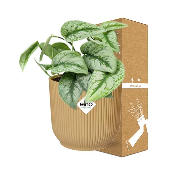 Scindapsus Pictus ‘Trebie’ in ELHO Vibes Fold 14cm geel  BotanicBridge