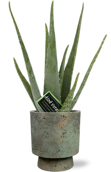 Aloe vera - Ø12cm - ↕40cm - Pot Aily D14x18cm - Groen  BotanicBridge