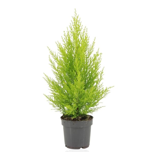 Cupressus Macrocarpa Goldcrest Wilma - Ø14cm - ↕55cm  BotanicBridge