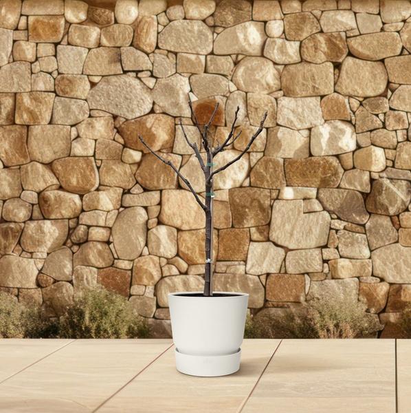 Ficus Carica op stam - 100 cm - Ø20  BotanicBridge