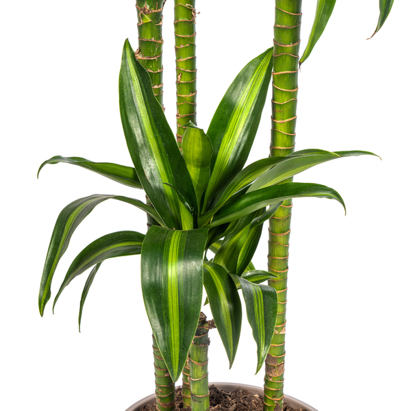 Dracaena Deremensis Hawaiian Sunshine Ø27cm - ↕180cm  BotanicBridge