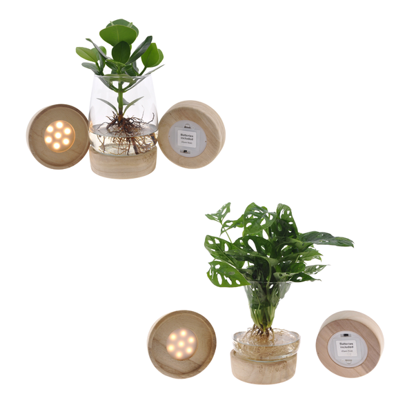 Kingston glas + LED Duo Monstera/Clusia - 2 stuks - Ø12cm - ↕30cm  BotanicBridge