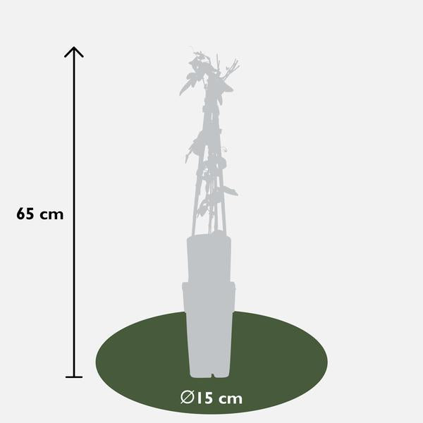 3x - Passiflora mix - ↨65cm - Ø15  BotanicBridge