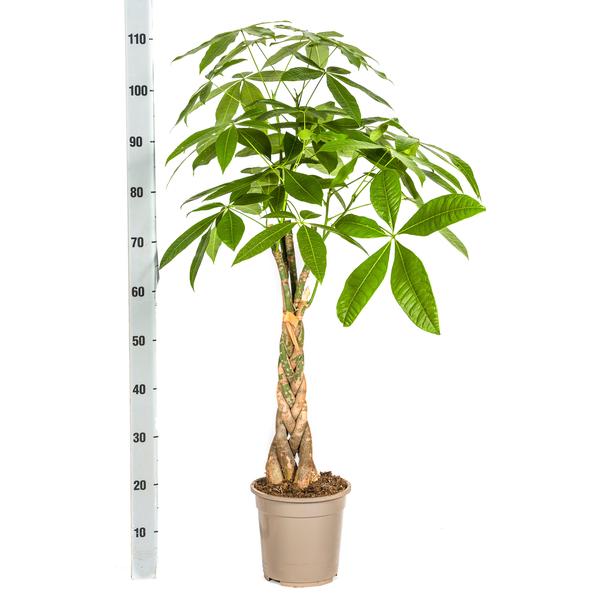 Pachira Aquatica Ø21cm - ↕100cm  BotanicBridge