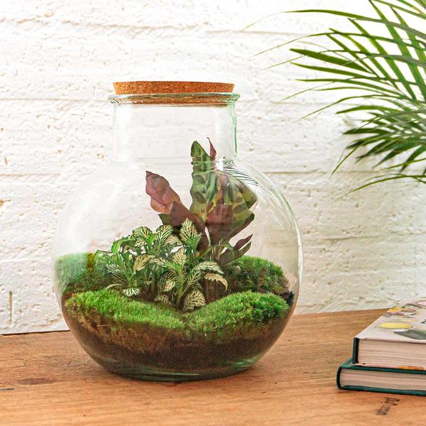 DIY terrarium - Teddy - ↕ 26,5 cm - Rake + Shovel + Tweezer  BotanicBridge