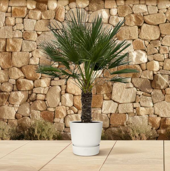 Chamaerops Humilis op stam - 150 cm - Ø45cm  BotanicBridge