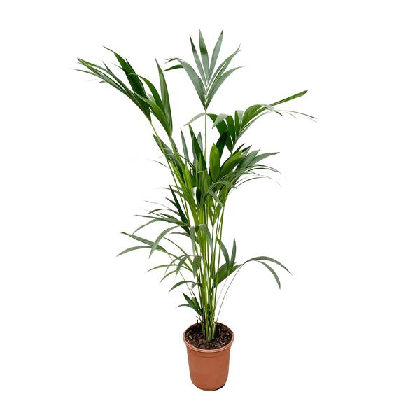 Kentia palm - 160cm - Ø24  BotanicBridge