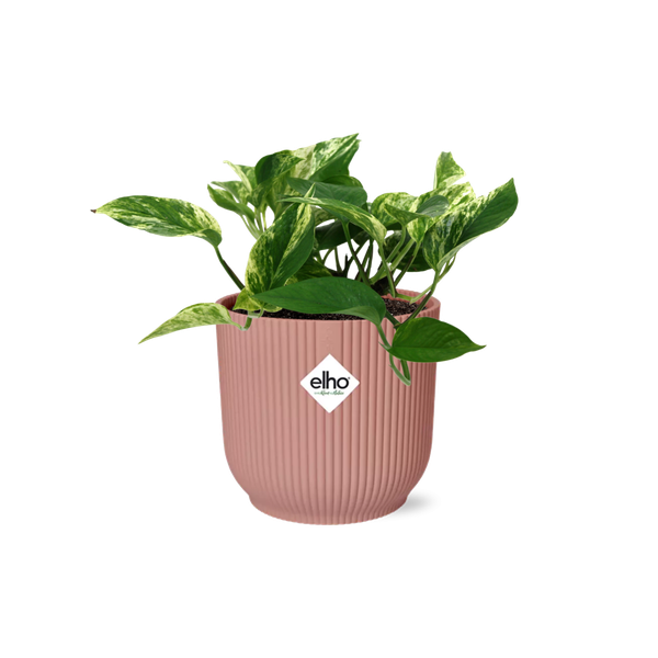 Scindapsus (Epipremnum) Marble Queen in ELHO Vibes Fold 14cm roze  BotanicBridge