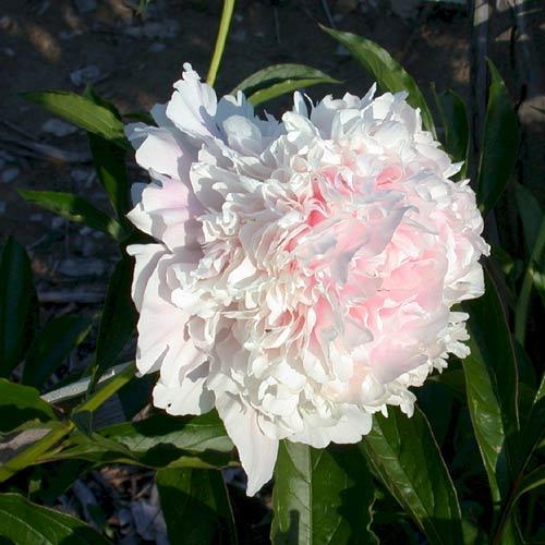 Paeonia 'Cornelia Shaylor' - 4x  BotanicBridge