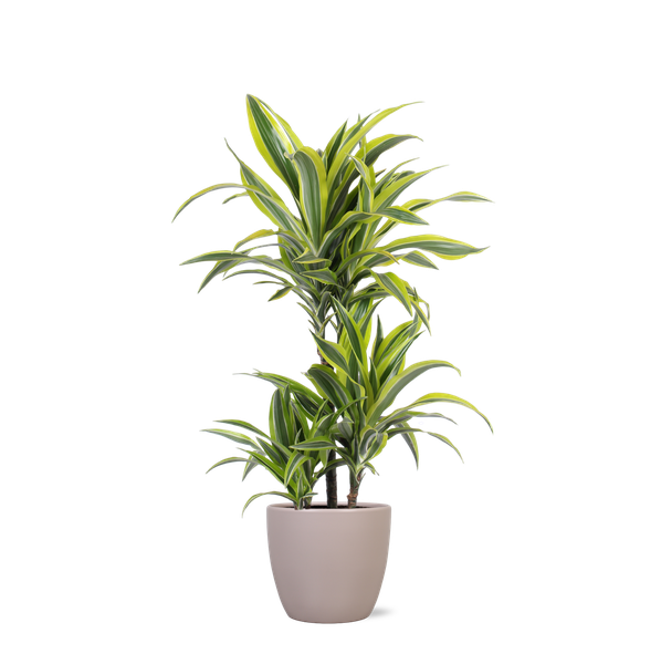 Dracaena Lemon Lime Ø21cm - ↕65cm in Boule TAUPE pot  BotanicBridge