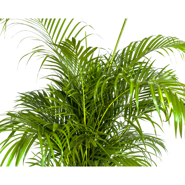 Dypsis lutescens Ø27cm - ↕180cm  BotanicBridge