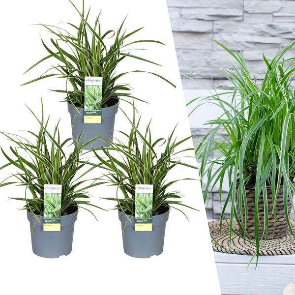 3 x Carex morrowi 'Ice Dance' - Ø 14 cm - ↨ 25 cm  BotanicBridge