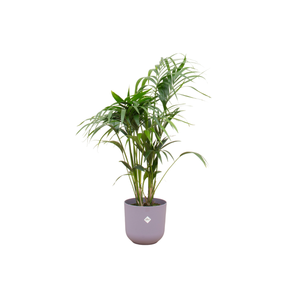 Combi deal - Kentia palm inclusief elho Jazz Round lila Ø26 - 130 cm  BotanicBridge