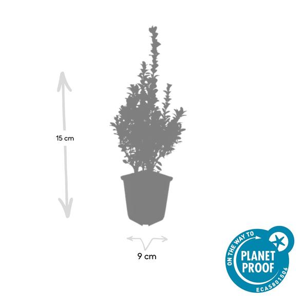 Buxus Sempervirens - ↕10-25cm - Ø9cm - 6x  BotanicBridge