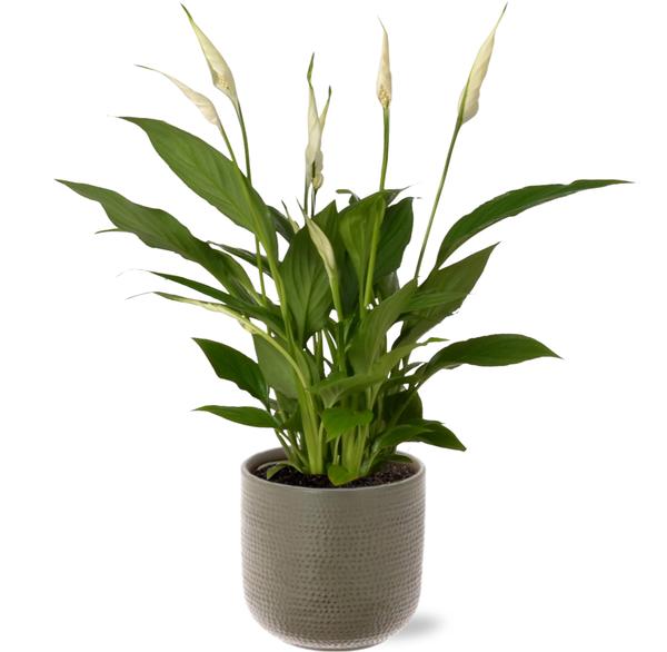 Spathiphyllum Bingo Cupido - Ø12cm - ↕45cm + Aresso Pot D13x12,5cm - Grijs Groen  BotanicBridge