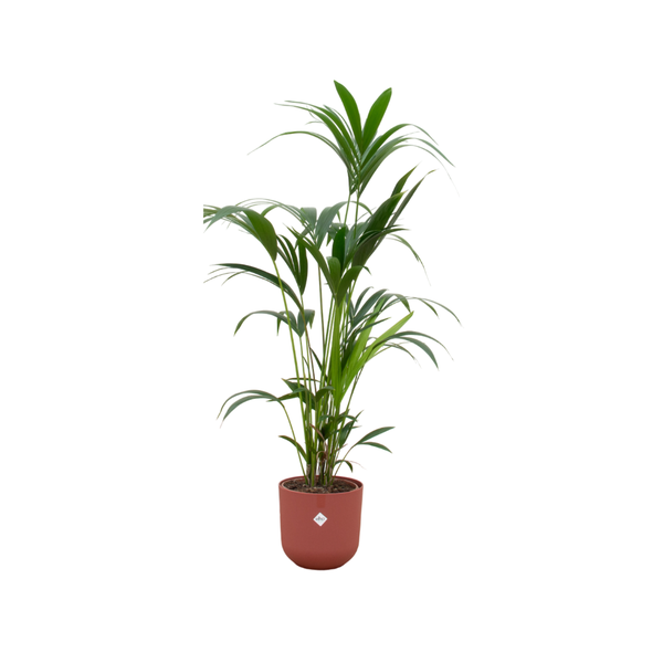 Combi deal - Kentia palm inclusief elho Jazz Round rood Ø26 - 160 cm  BotanicBridge