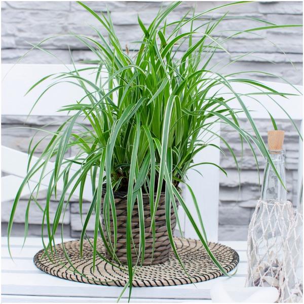 3 x Carex morrowi 'Ice Dance' - Ø 14 cm - ↨ 25 cm  BotanicBridge