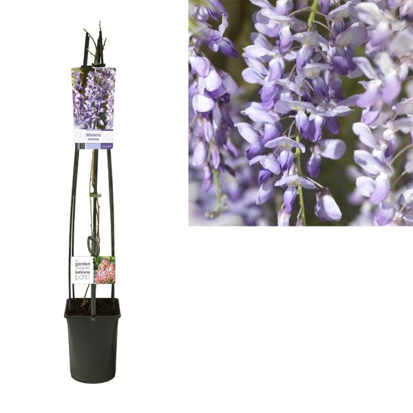 Wisteria Sinensis +light Label - Ø23cm - ↕115cm  BotanicBridge