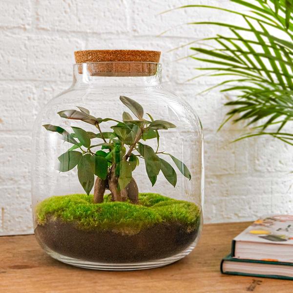 DIY terrarium - Billie Bonsai - ↕ 29 cm - Normal  BotanicBridge