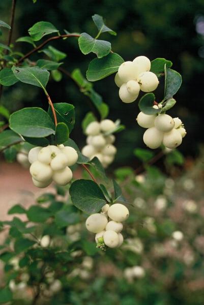 Symphoricarpos ch. 'Hancock' - ↕10-25cm - Ø9cm - 6x  BotanicBridge