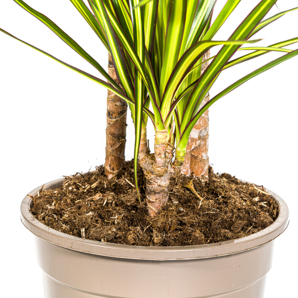 Dracaena Marginata Sunray Ø21cm - ↕100-110cm  BotanicBridge