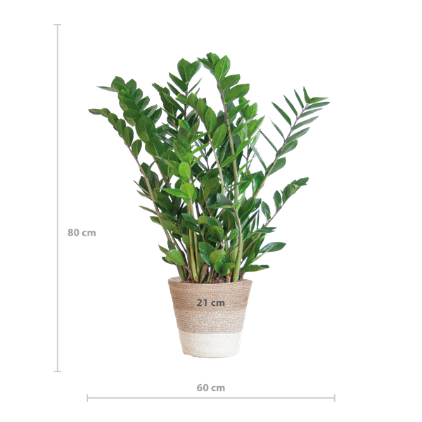 Zamioculcas Zamiifolia met Mand Lissabon wit  - 80cm - Ø21  BotanicBridge