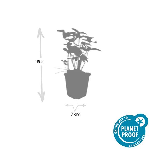 Fragaria vesca - ↕10-25cm - Ø9cm - 12x  BotanicBridge