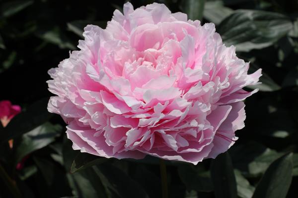 Paeonia ‘Sarah Bernhardt’  - 4x  BotanicBridge