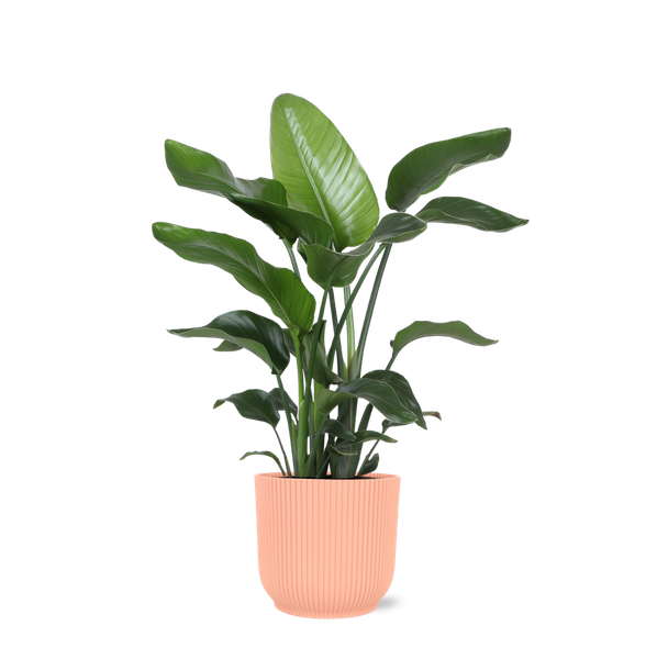 Strelitzia Nicolai - Ø21cm - ↕80cm in Vibes ROZE pot  BotanicBridge