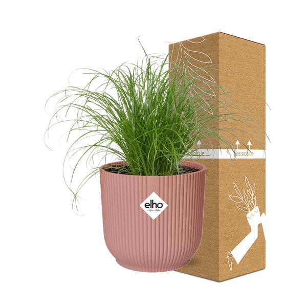 Cyperus Alternifolius Zumula in ELHO Vibes Fold 14cm roze  BotanicBridge