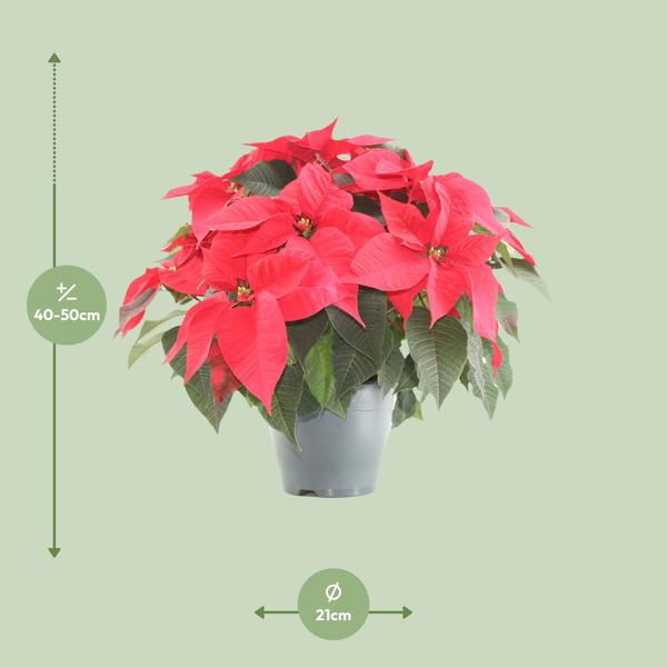 Poinsettia Xmas Feeling (rood) - Ø21cm - ↕50cm  BotanicBridge