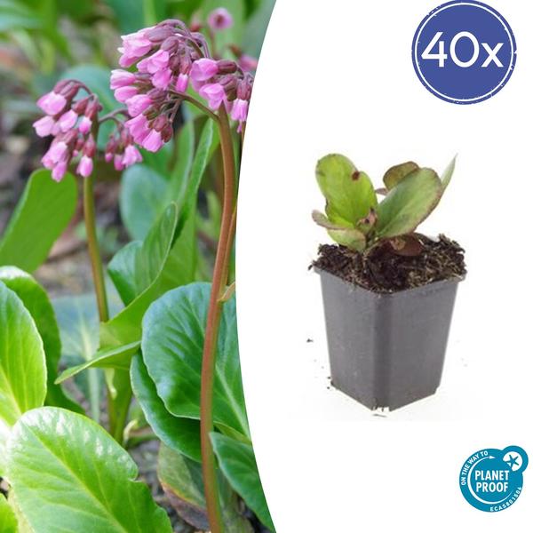 Bergenia cordifolia 'Herbstblüte'  - ↕10-25cm - Ø9cm - 40x  BotanicBridge