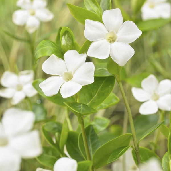 Vinca major 'Alba' - ↕10-25cm - Ø9cm - 40x  BotanicBridge