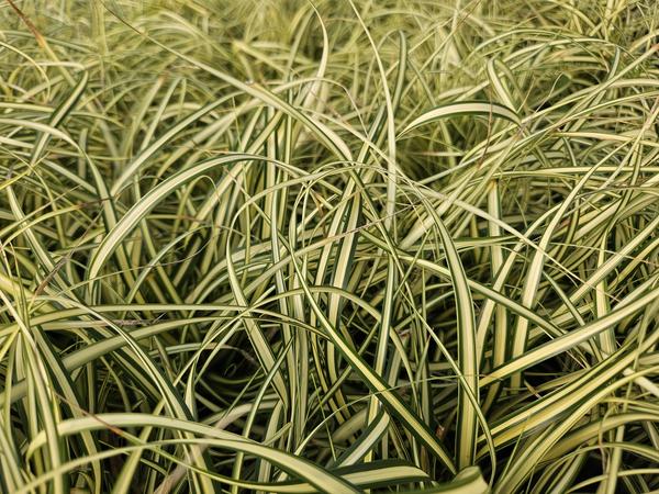 Carex oshim. 'Evergold'  - ↕10-25cm - Ø9cm - 12x  BotanicBridge