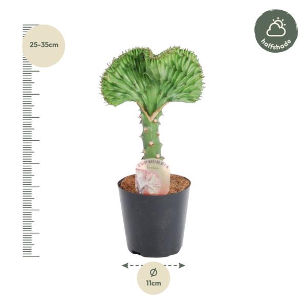 Euphorbia lactea Cristata groen - 30 cm - ø10,5  BotanicBridge