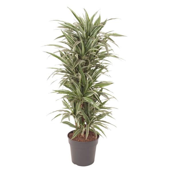 Dracaena Warneckei vertakt - 140 cm - ø31  BotanicBridge