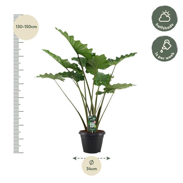 Alocasia Portodora - 140 cm - Ø34cm  BotanicBridge