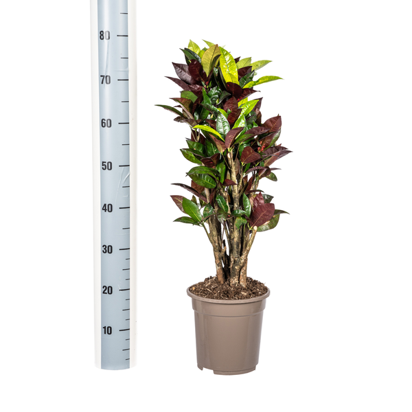 Codiaeum 'Croton' Iceton Ø21cm - ↕70-80cm  BotanicBridge