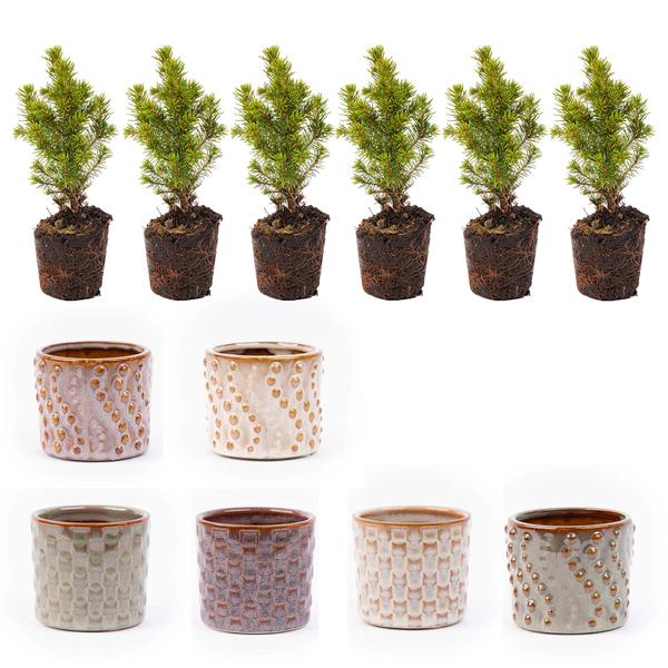 Mini-kerstboom set 6 - Inclusief pot set Madrid - Draadverlichting met 20 led-lampjes  BotanicBridge