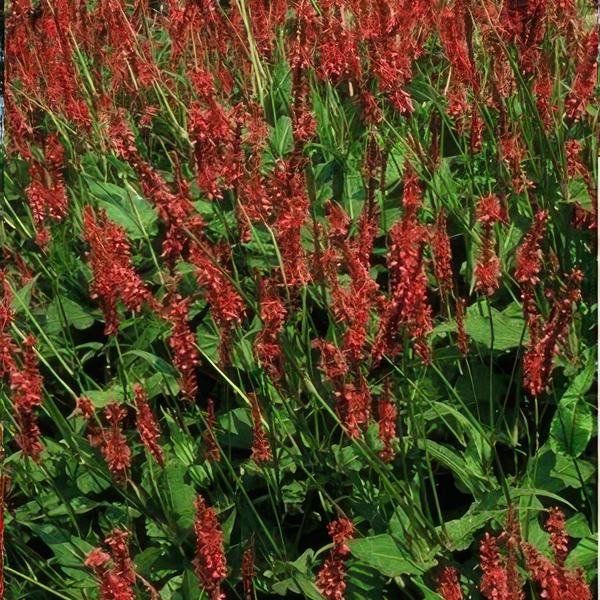 Persicaria amplexicaulis - ↕10-25cm - Ø9cm - 20x  BotanicBridge